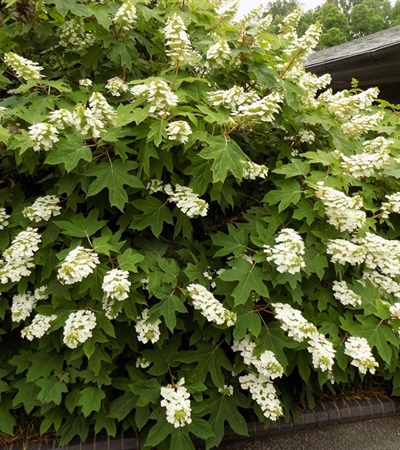 5g Alice Oakleaf Hydrangea 