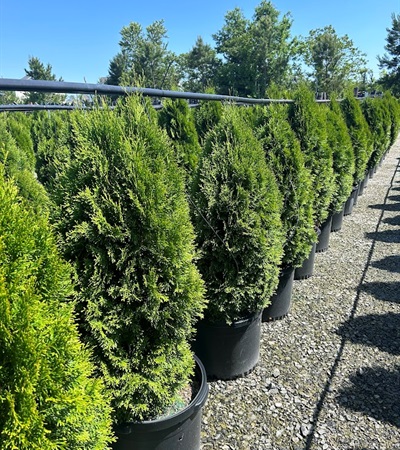 15g Emerald Arborvitae