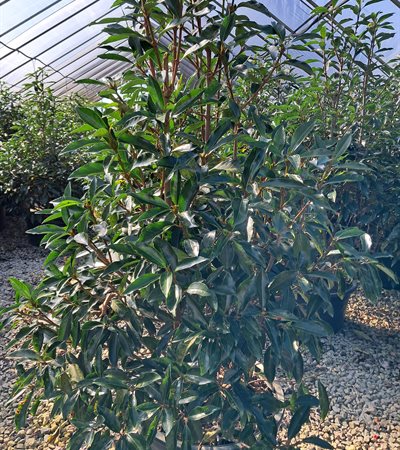 7g Chindo Viburnum