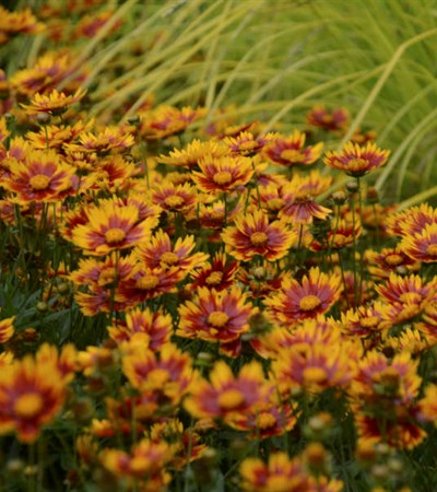 2g Daybreak Coreopsis