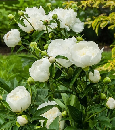 3g Duchesse De Nemours Peony