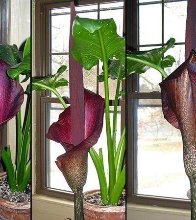 Voodoo Lily