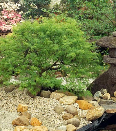 15g Viridis Cutleaf Japanese Maple
