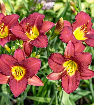 1g Ruby Stella Daylily