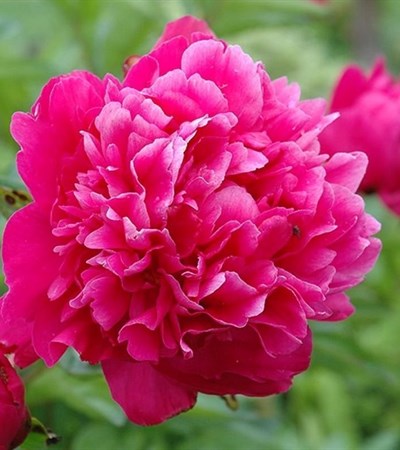 3g Kansas Peony