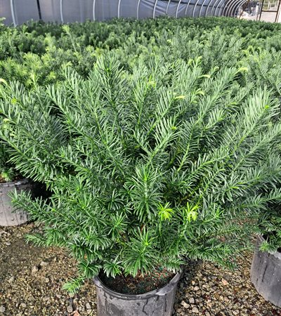 7g Japanese Plum Yew