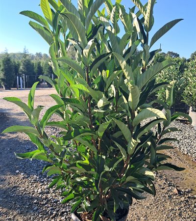 7g Yardline Viburnum