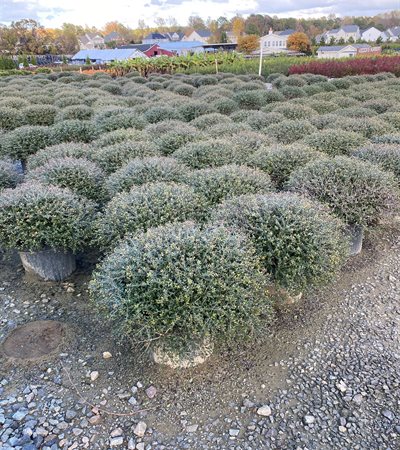7g Dwarf Yaupon Holly