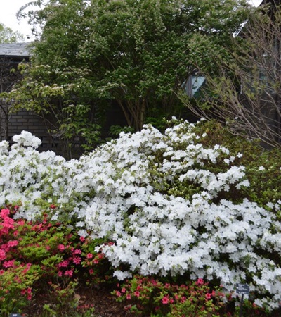 3g Delaware Valley White Azalea