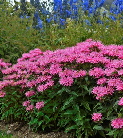 2g Bubblegum Blast Monarda