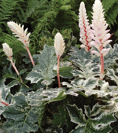 7g Whitewater Acanthus - Bear's Breeches