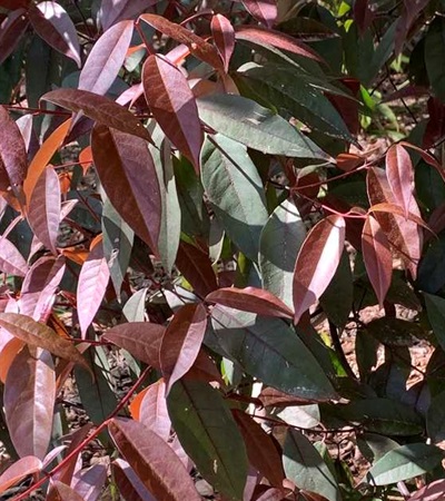 25g Hóng Lóng Evergreen Chinese Maple