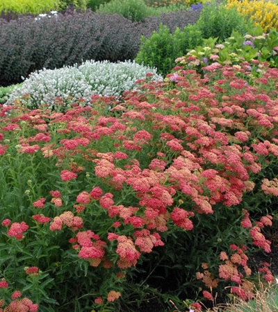 Paprika Yarrow
