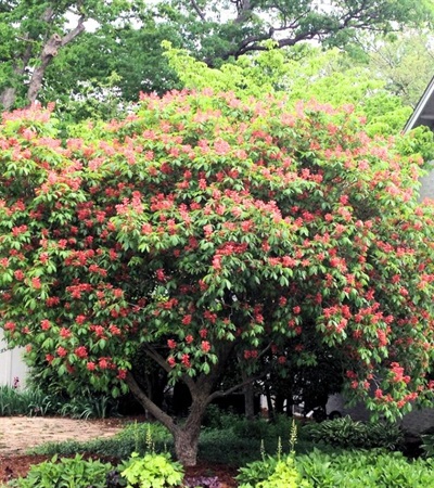 15g Red Buckeye
