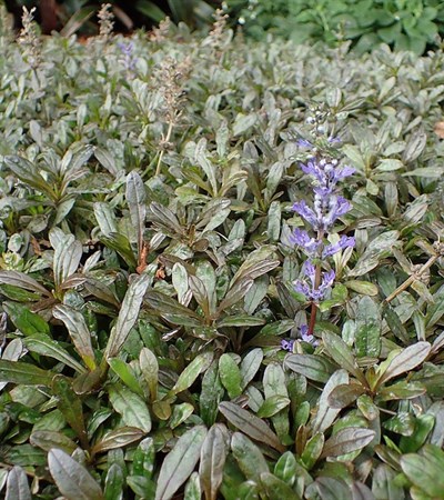 Flat of 18 Chocolate Chip Carpet Bugle