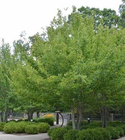 25g American Hornbeam