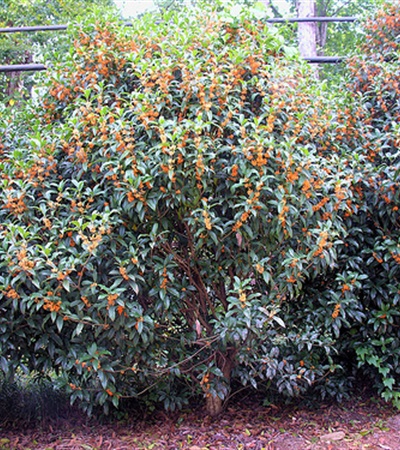 10g Apricot Echo Fragrant Tea Olive
