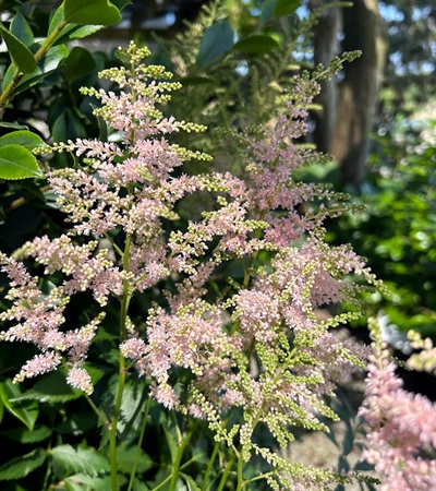 1g Europa Astilbe