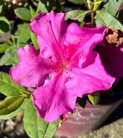 3g Encore Autumn Royalty Azalea