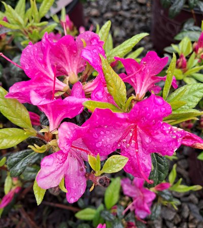 3g Encore Autumn Amethyst Azalea