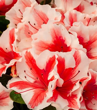 3g Encore Autumn Starburst Azalea