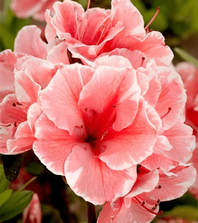 3g Encore® Autumn Sunburst® Azalea Azalea