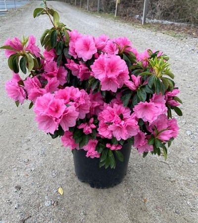 3g Pink Ruffles Azalea