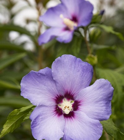 7g Blue Bird Rose of Sharon