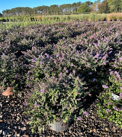 3g Flutterby Petite Blue Heaven Butterfly Bush
