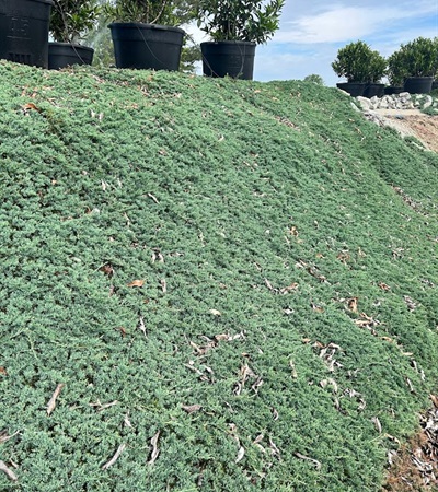 3g Blue Rug Juniper