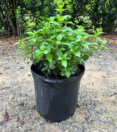 5g Bobo Hydrangea