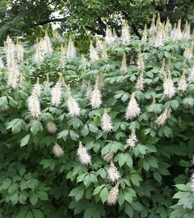 15g Bottlebrush Buckeye