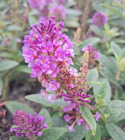 3g Dapper® Lavender Butterfly Bush