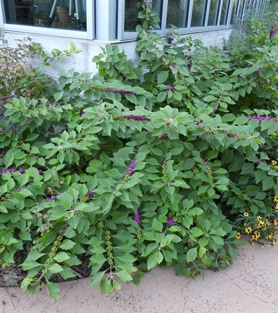 7g American Beautyberry