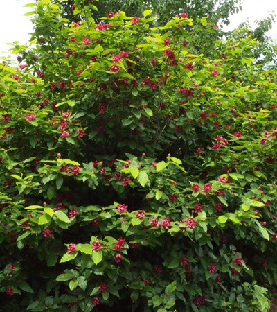 15g Sweetshrub (Carolina Allspice)