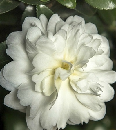 7g October Magic® Ivory™ Camellia
