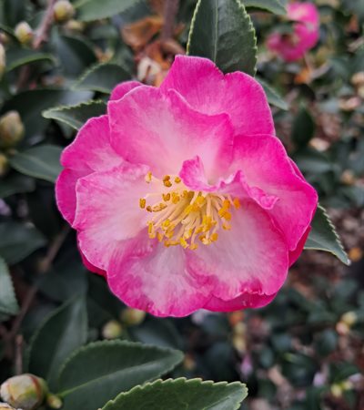 7g October Magic® Orchid™Camellia