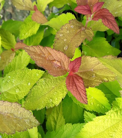 3g  PW® ColorChoice® Candy Corn® Spiraea