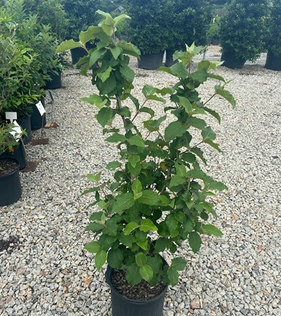 5g Cayuga Viburnum