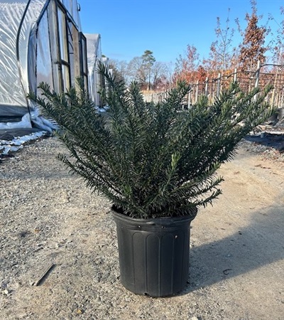 5g Japanese Plum Yew