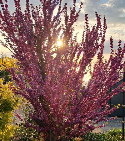 15g Kay's Early Hope Chinese Redbud