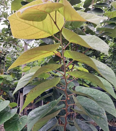 15g Celestial plum Chinese Redbud