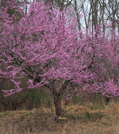 15g Eastern Redbud