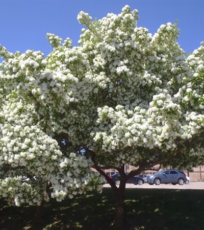 15g White Chinese Fringetree