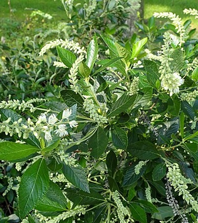 3g Hummingbird Clethra