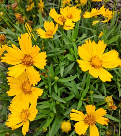2g Uptick™ Gold Coreopsis