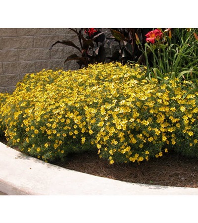 2g 'Zagreb' Coreopsis PP 27138
