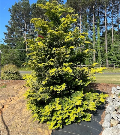 15g Crippsii Hinoki Falsecypress