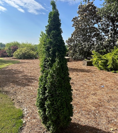 15g Degroot's Spire Eastern Arborvitae