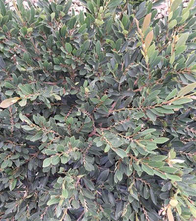 7g Blue Cascade Distylium